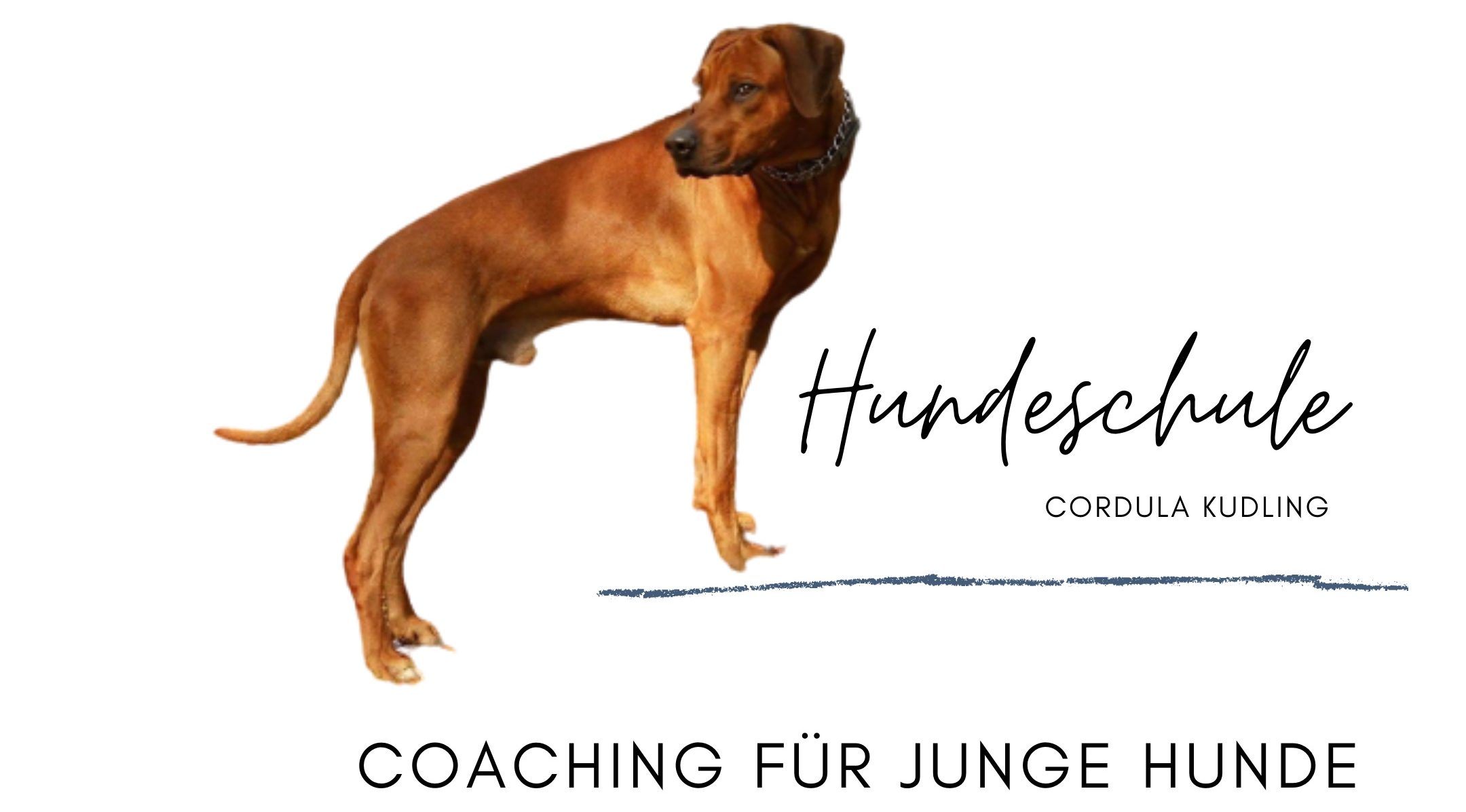 Coaching-für-junge-Hunde